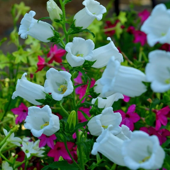20 Seeds Medium White Campanula Seeds Canterbury Bells Bellflower Cold Clumping Easy To Grow