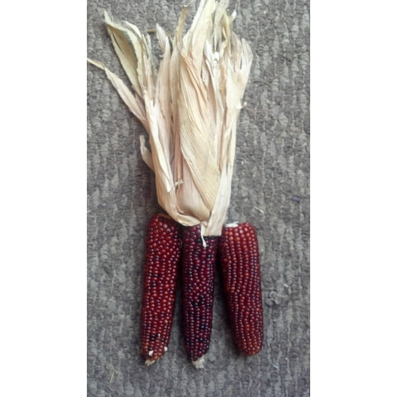 20 Seeds Mini 'BURNT ORANGE' CORN Miniature Dark Ornamental Zea Mays Vegetable Seeds