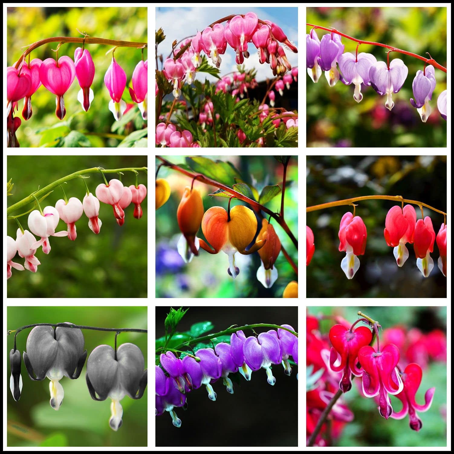 20 + Seeds Mixed Bleeding Heart Seeds Dicentra Spectabilis Shade