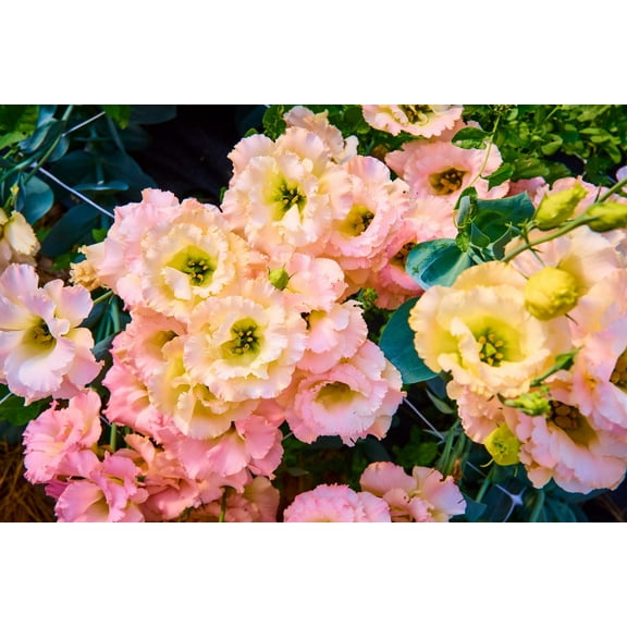 20 Seeds Mixed Colors LISIANTHUS Eustoma Grandiflorum Bluebell Gentian Flower