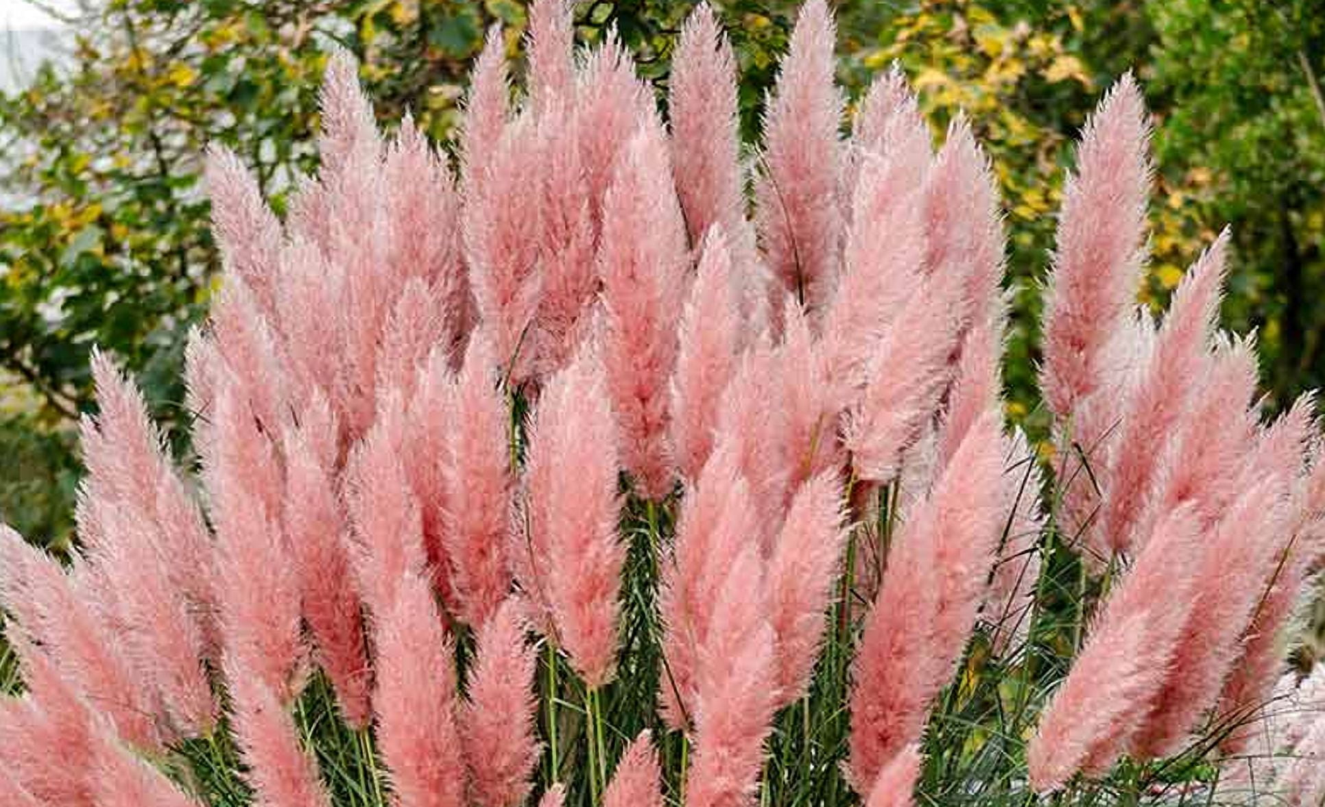 20 Seeds Pampas Grass Pink Seeds Ornamental Grass Easy to Grow