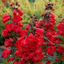 20 Seeds RED Hummingbird Butterfly Perennial Tubular Flowers Easy to Grow Perennial