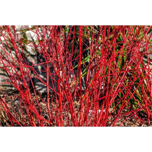 20 Seeds RED TWIG DOGWOOD American Red Osier Shrub White Flower Cornus Sericea Seeds