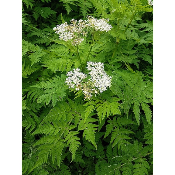 20  Seeds SWEET CICELY Myrrhis Odorata Herb Fragrant Flower Licorice Flavor