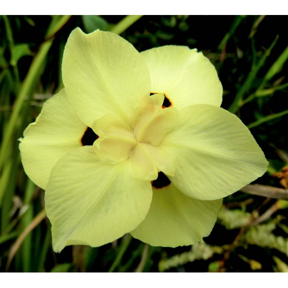 20 Seeds YELLOW AFRICAN IRIS Fortnight Lily Dietes Bicolor Butterfly Flag Spanish Peacock Iris Flower Seeds