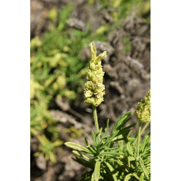 20 Seeds YELLOW LAVENDER Lavandula Viridis aka Canary Island, Green, White, Spanish, Portuguese, Madeira, Lemon Fragrant Flower Herb Seeds