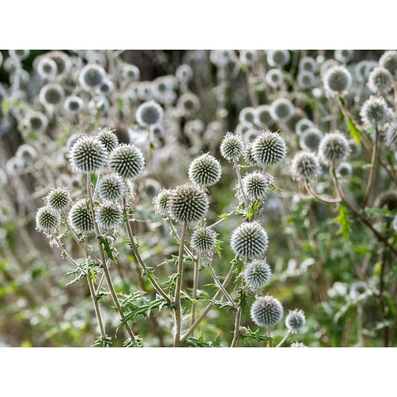 20 Silver GIANT GLOBE THISTLE Echinops Sphaerocephalus Great Globethistle Silvery White Flower Seeds