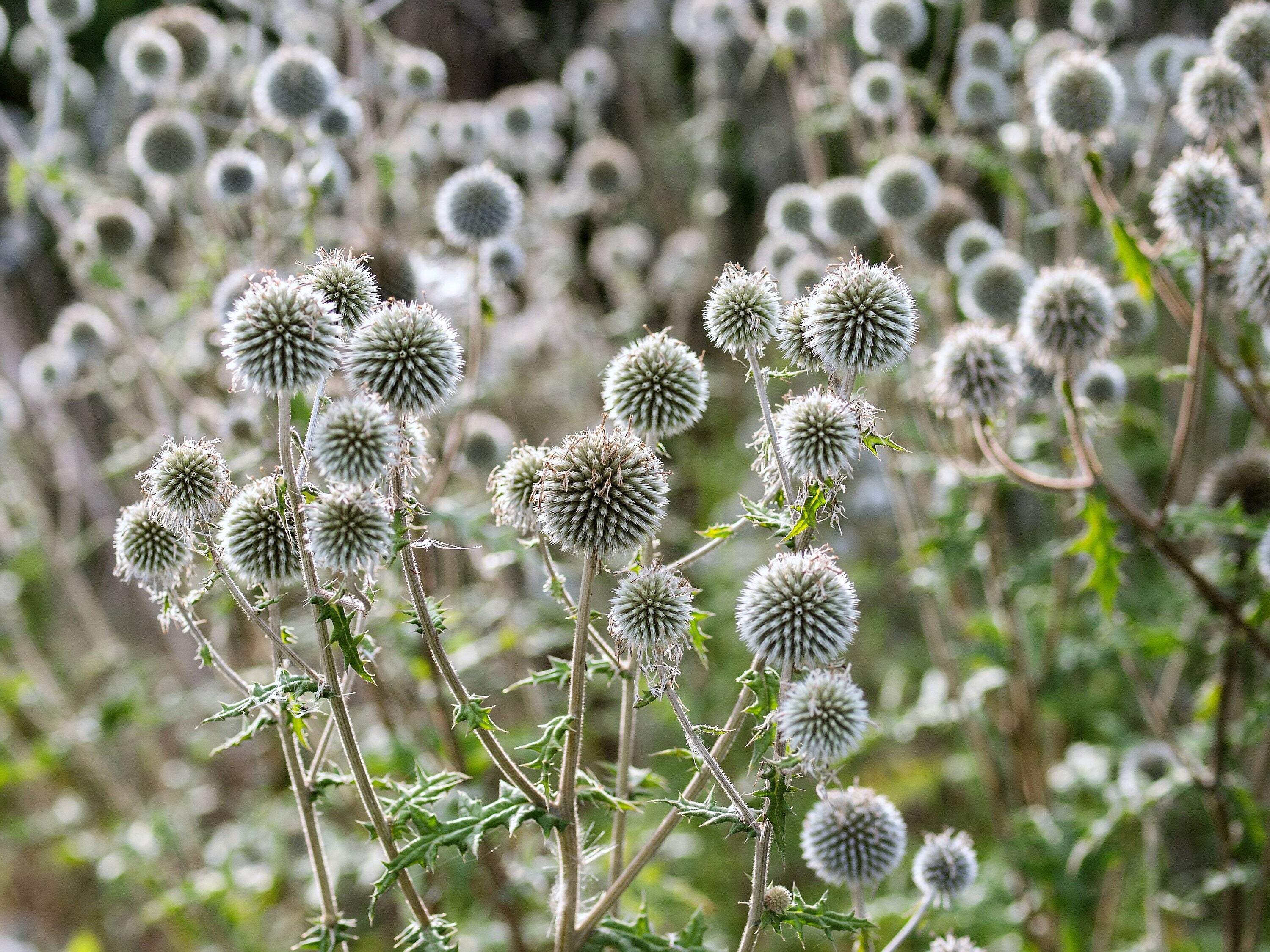 Seedville USA 20 Silver Giant Globe Thistle Seeds Echinops Seedville USA 20 Silver Giant Globe Thistle Seeds Echinops