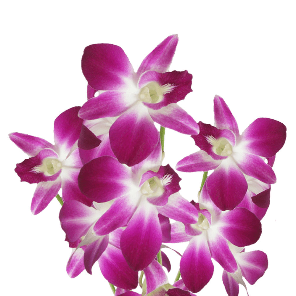 20 Blue Sonia Dyed Orchid Flowers- Beautiful Fresh Cut Flowers