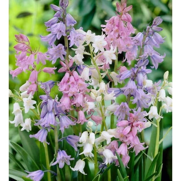 20 Spanish Bluebells Bulbs for Planting Mixed Color Easy to Grow Perennial Flowers