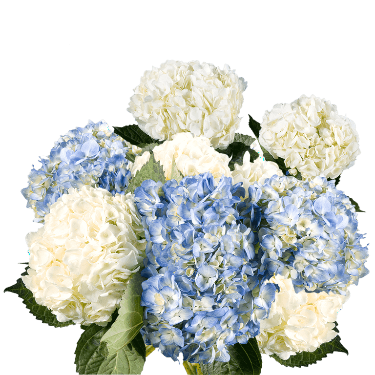 20 Stems of Assorted Color Hydrangeas Beautiful Fresh Cut Flowers
