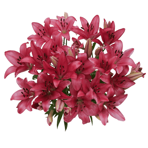 20 Stems of Hot Pink Asiatic Lilies 80 Blooms- Beautiful Fresh Cut Flowers- Express Delivery