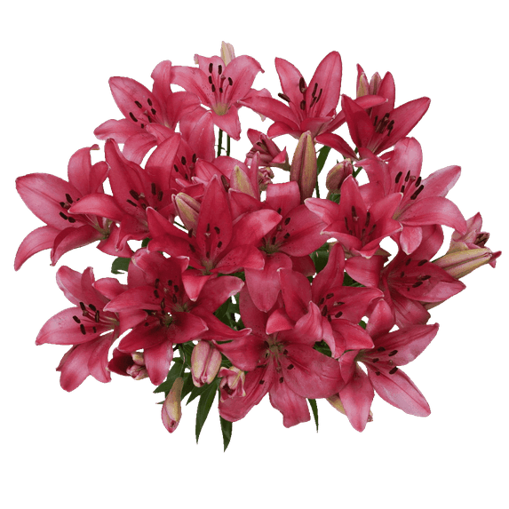 20 Stems of Hot Pink Asiatic Lilies 80 Blooms- Beautiful Fresh Cut Flowers- Express Delivery