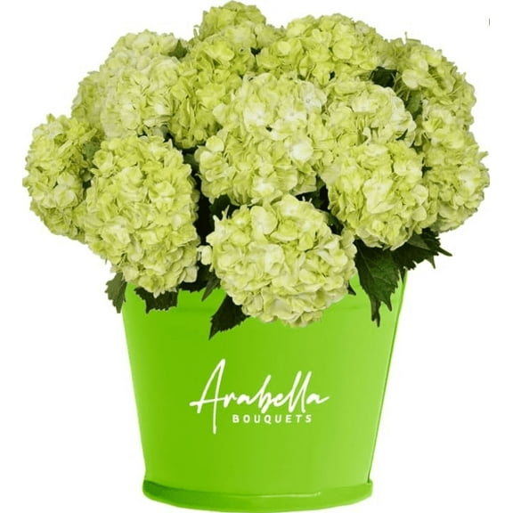 Arabella Bouquets 20 Stems Lime Green Hydrangea Flowers