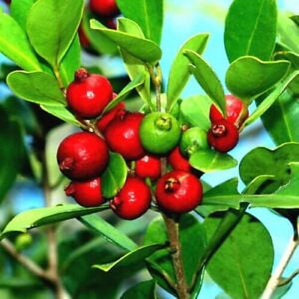 20 Strawberry Guava Tree Seeds (Psidium cattleianum) Edible Garden ...