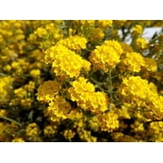 20 Sunset Yellow Cape Myrtle Seeds Tree Flower Perennial Flowers Seed 1231 US