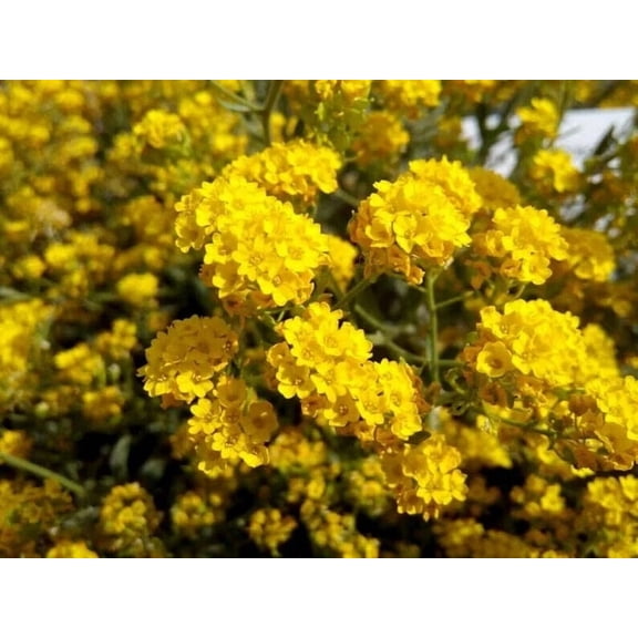20 Sunset Yellow Cape Myrtle Seeds Tree Flower Perennial Flowers Seed 1231 US