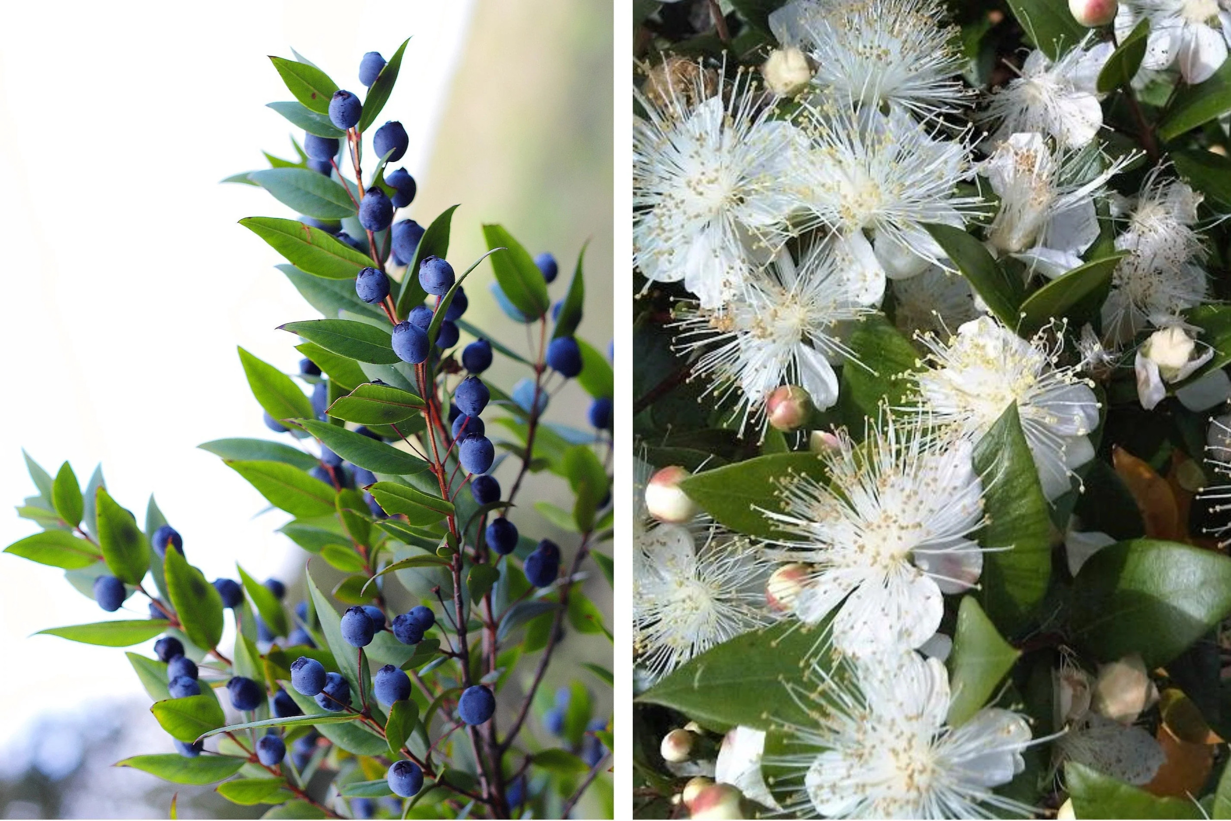 20 TRUE MYRTLE Myrtus Communis aka Common & Sweet Myrtle Fragrant White Flower Edible Blue Berry