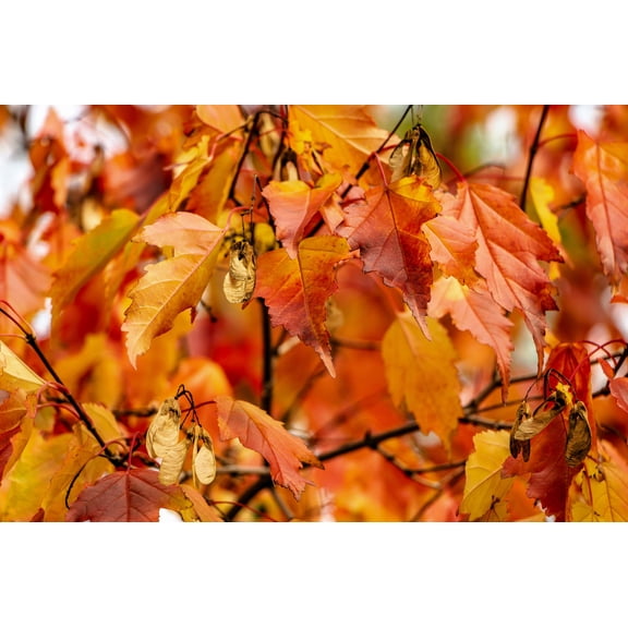 20 Tartarian FLAME MAPLE TREE Red Acer Tartaricum Seeds