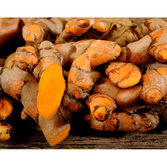 20 Tumeric Roots Fresh Turmeric Roots, Curcuma Longa Herb Tubers Live for Garden, Live Rhizomes Ready to Planting