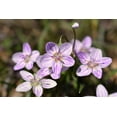 thumbnail image 1 of 20 VIRGINIA SPRING BEAUTY Claytonia Virginica Eastern Fairy Pink Striped Native Grass Shade Flower Herb Seeds, 1 of 9