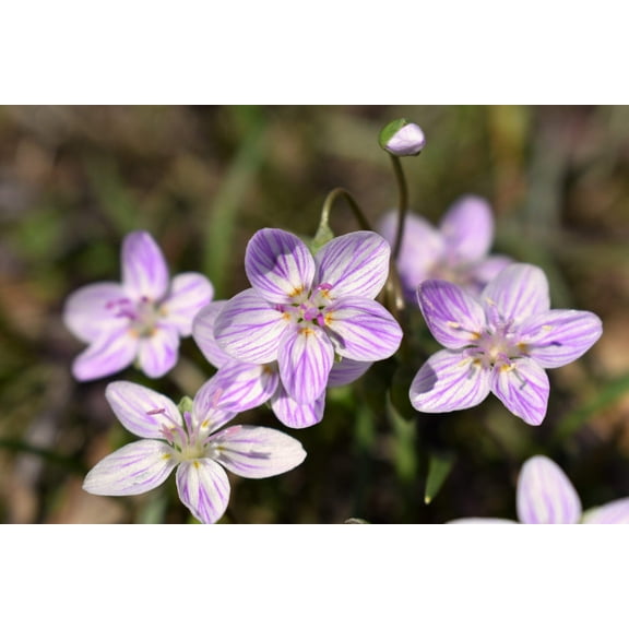 20 VIRGINIA SPRING BEAUTY Claytonia Virginica Eastern Fairy Pink Striped Native Grass Shade Flower Herb Seeds