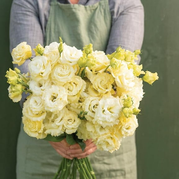 20 Voyage 2 Yellow II Lisianthus Flower Seeds for Planting - Pelleted Seed