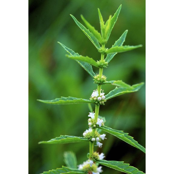 20 WATER HOREHOUND Lycopus Americanus American Bugleweed Herb Flower Seeds