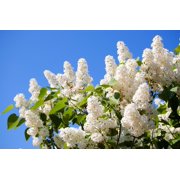 20 WHITE TREE LILAC Hummingbird Flower Fragrant Peking Syringa Pekinensis Seeds