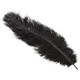 thumbnail image 1 of 20 X Natural Ostrich 25-30 Cm Black Party Decoration, 1 of 5