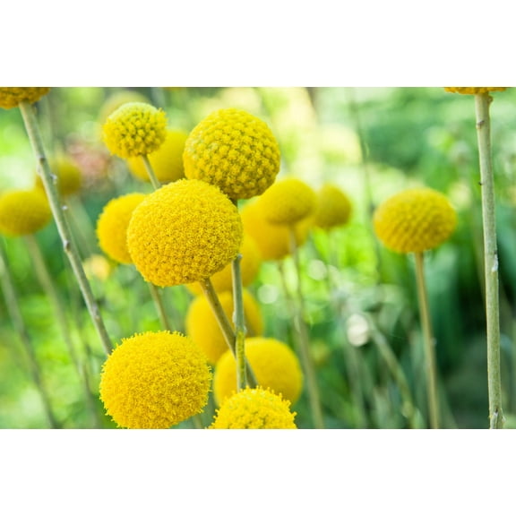 20 Yellow BILLY BUTTONS / WOLLYHEADS Craspedia Globosa Flower Seeds