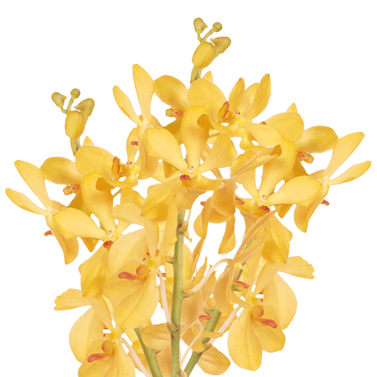 20 Yellow Kitty Mokara Orchid Flowers- Beautiful Fresh Cut Flowers- Express  Delivery