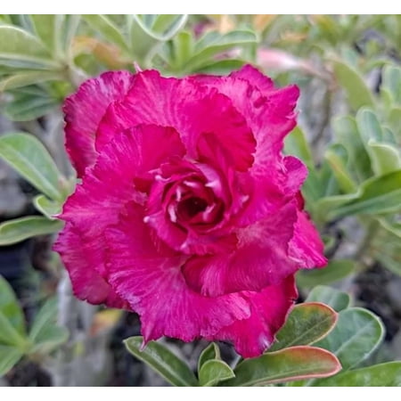 8 Bright Magenta Desert Rose Seeds – Adenium Obesum Exotic Flowering Succulent Seeds – Stunning Blooms & Hardy Perennial