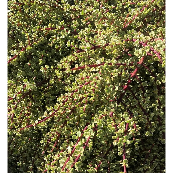 20 cuttings Rainbow Elephant Bush Portulacaria afra Succulent Cactus Live Plants