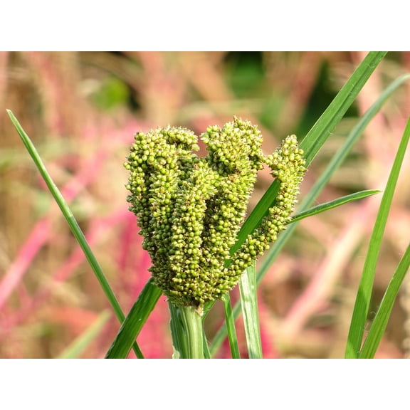 20 seeds- African Finger Millet - Green Cat Seed- Hard to Find annual grass- all zones- Grow in Containers or garden -Eleusine coracana