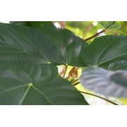 20 seeds Ficus auriculata Elephant ear Fig Tree Seeds Ornamental Tropical Plant RARE