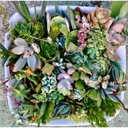 20 succulent clippings succulent cuttings