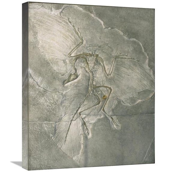 20 x 24 in. Archaeopteryx Bird Fossil, Solnhofen, Germany Art Print - Konrad Wothe