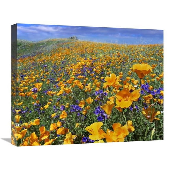 20 x 24 in. California Poppy & Desert Bluebell Flowers, Antelope Valley, California Art Print - Tim Fitzharris