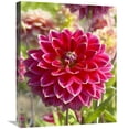 thumbnail image 1 of 20 x 24 in. Dahlia Optimist Variety Flower Art Print - Visionspictures, 1 of 1