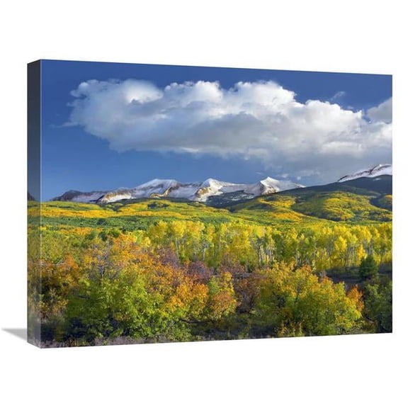 20 x 24 in. East Beckwith Mountain Flanked by Fall Colored Aspen Forests Under Cumulus Clouds, Colorado Art Print - Tim Fitzharris