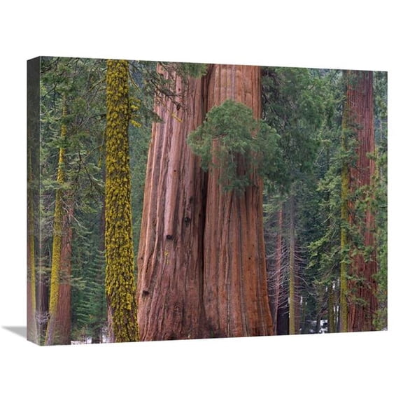 20 x 24 in. Giant Sequoia Trees, California Art Print - Tim Fitzharris