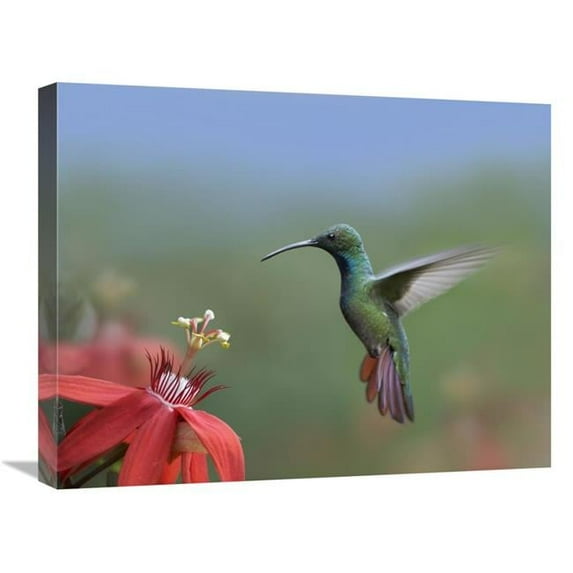 20 x 24 in. Green-Breasted Mango Hummingbird, Male Foraging, Costa Rica Art Print - Tim Fitzharris