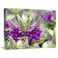 thumbnail image 1 of 20 x 24 in. Hebe Dona Diana Variety Flowers Art Print - Visionspictures, 1 of 1