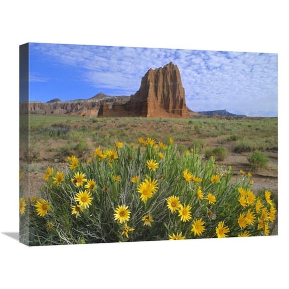 20 x 24 in. Temple of the Sun with Common Sunflowers in the Foreground, Capitol Reef National Park, Utah Art Print - Tim Fitzharris