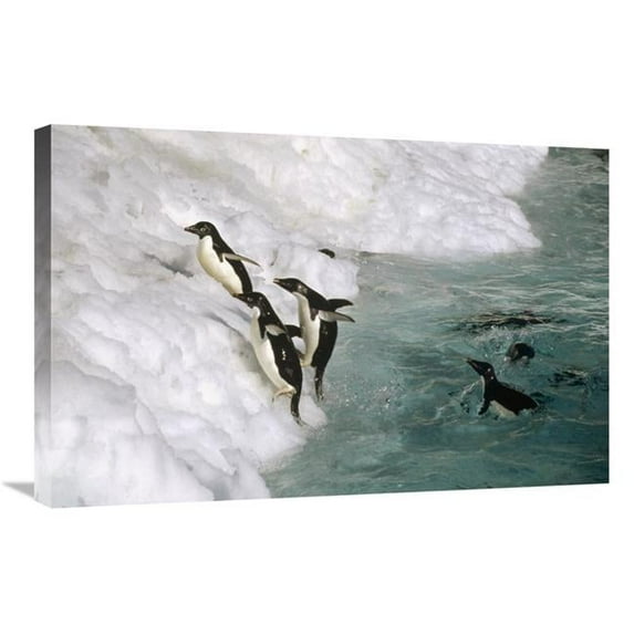 20 x 30 in. Adelie Penguin Group Leaping Ashore, Foyn Island, Antarctica Art Print - Tui De Roy