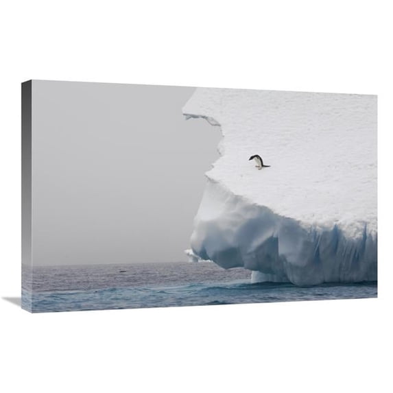 20 x 30 in. Adelie Penguin on Edge of Iceberg, Paulet Island, Antarctica Art Print - Suzi Eszterhas