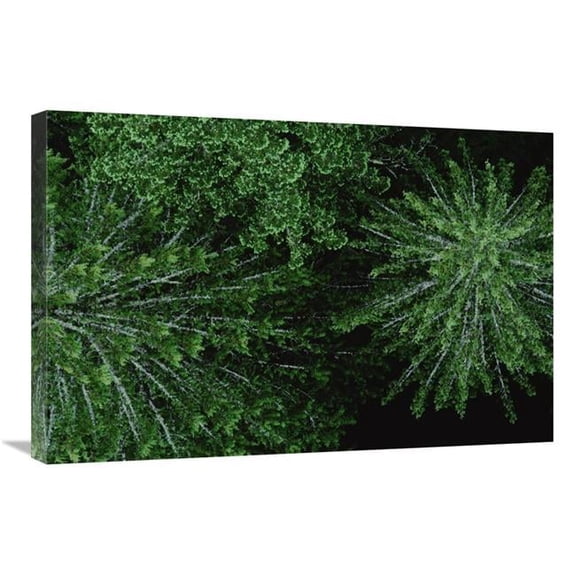 20 x 30 in. Aerial VIew of Douglas Fir Canopy, Wind River, Washington Art Print - Mark Moffett