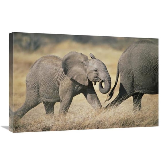 20 x 30 in. African Elephant Baby Following Mother, Amboseli National Park, Kenya Art Print - Gerry Ellis