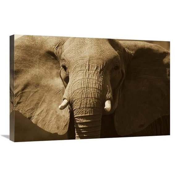 20 x 30 in. African Elephant Close Up, Amboseli National Park, Kenya - Sepia Art Print - Gerry Ellis